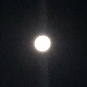 Meet your Posher, Bella